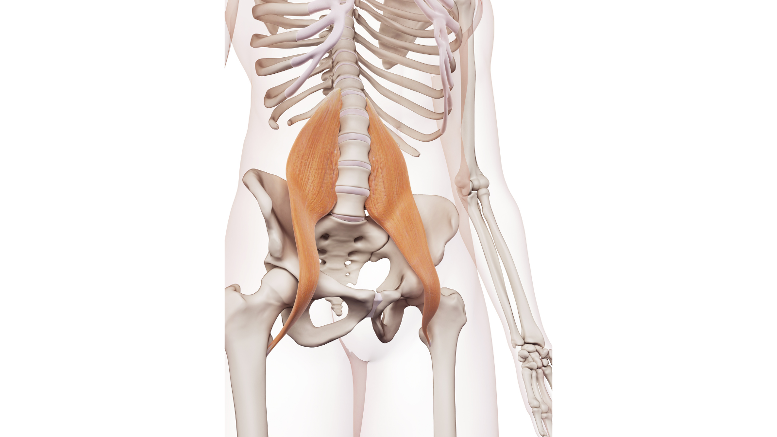 medically accurate muscle illustration of the psoas major.