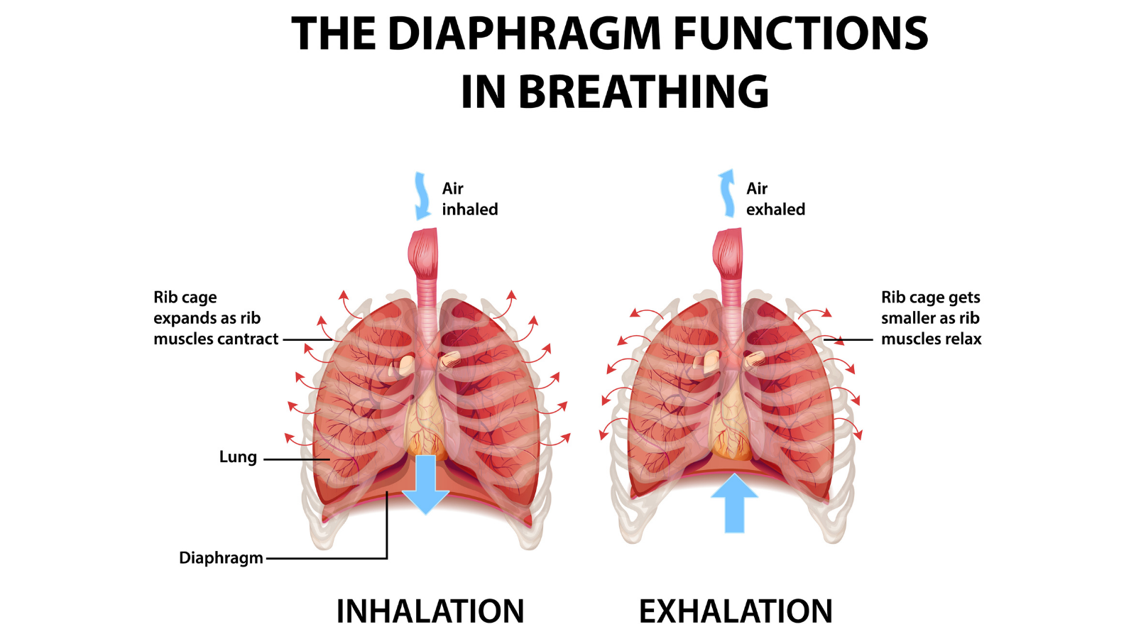 The diaphragm functions in breathing illustration.