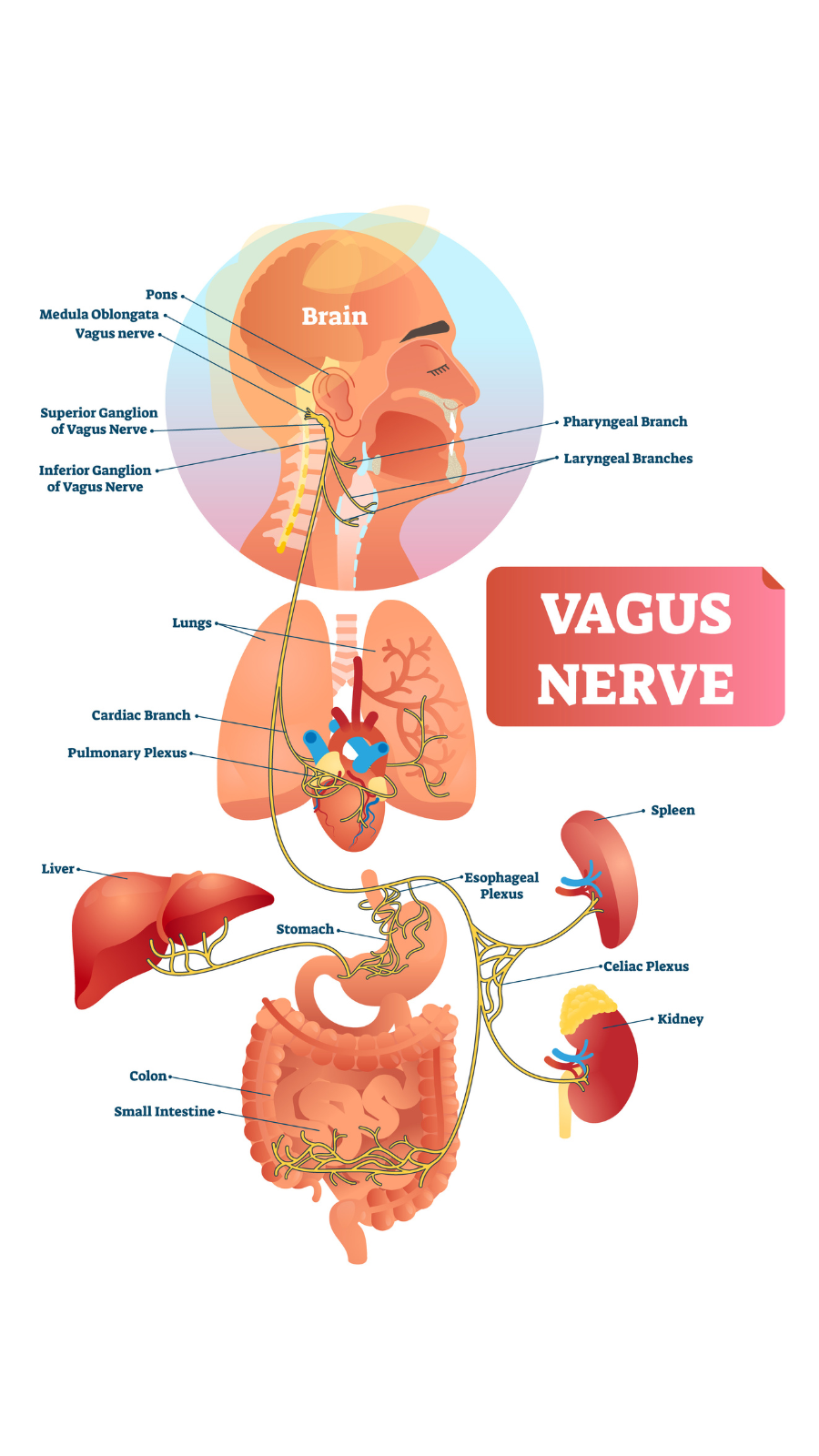 Vagus nerve illustration. anatomical structure scheme and location diagram of the human body's longest nerve.