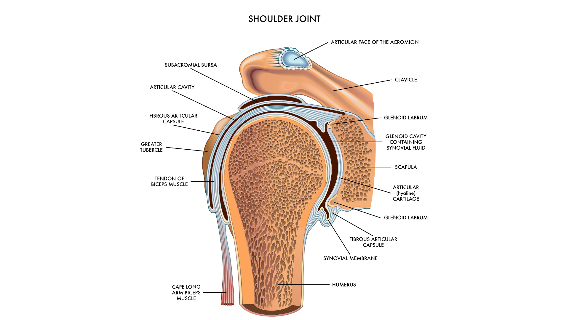 Image depicts the anatomy of the shoulder.