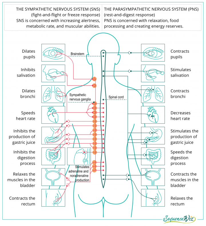 Anatomical diagram of the sympathetic and parasympathetic nervous systems