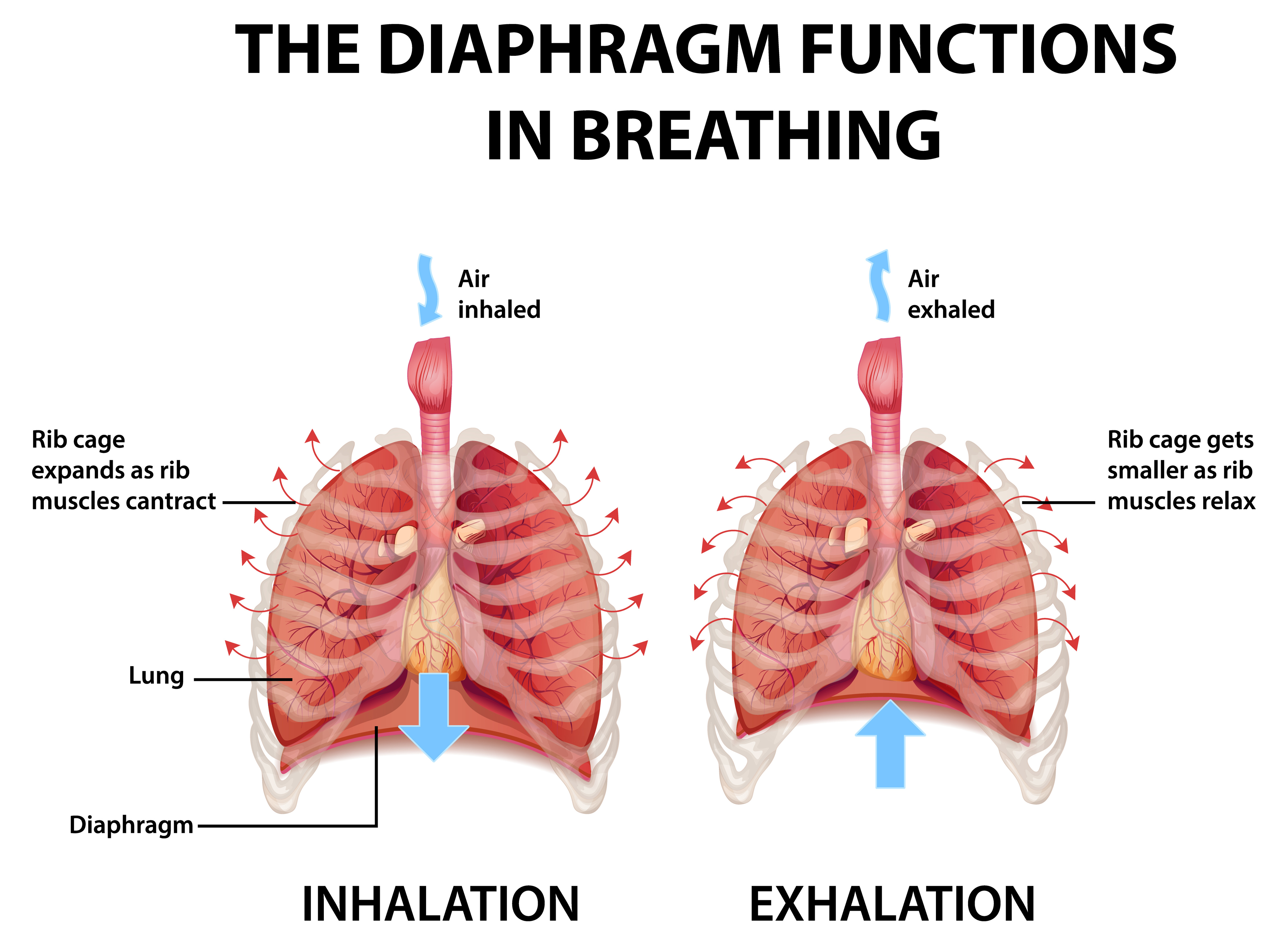 A chart showing how the diaphragm functions in breathing.