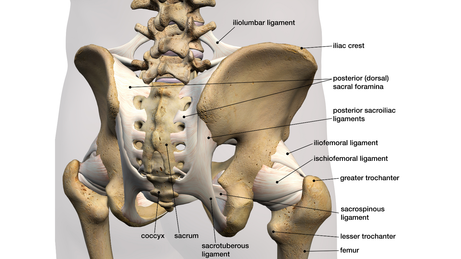 3D Rendering of pelvic ligaments