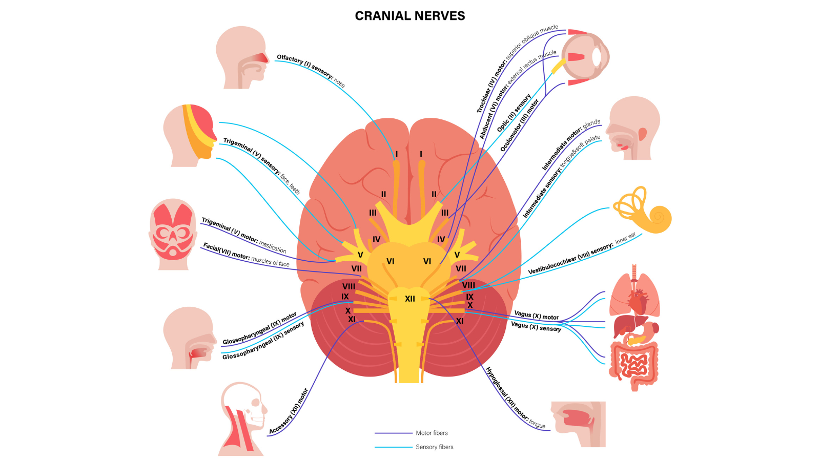 Cranial nerves diagram. Brain structure and connections with parts of the human body and internal organs.