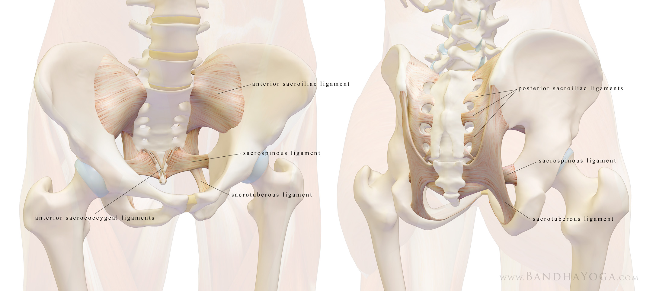 The ligaments of the sacroiliac joint