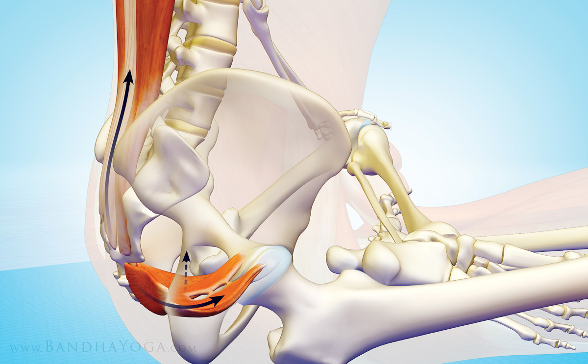 The interaction between the erector spinae and pelvic floor muscles for stabilizing the SI joint