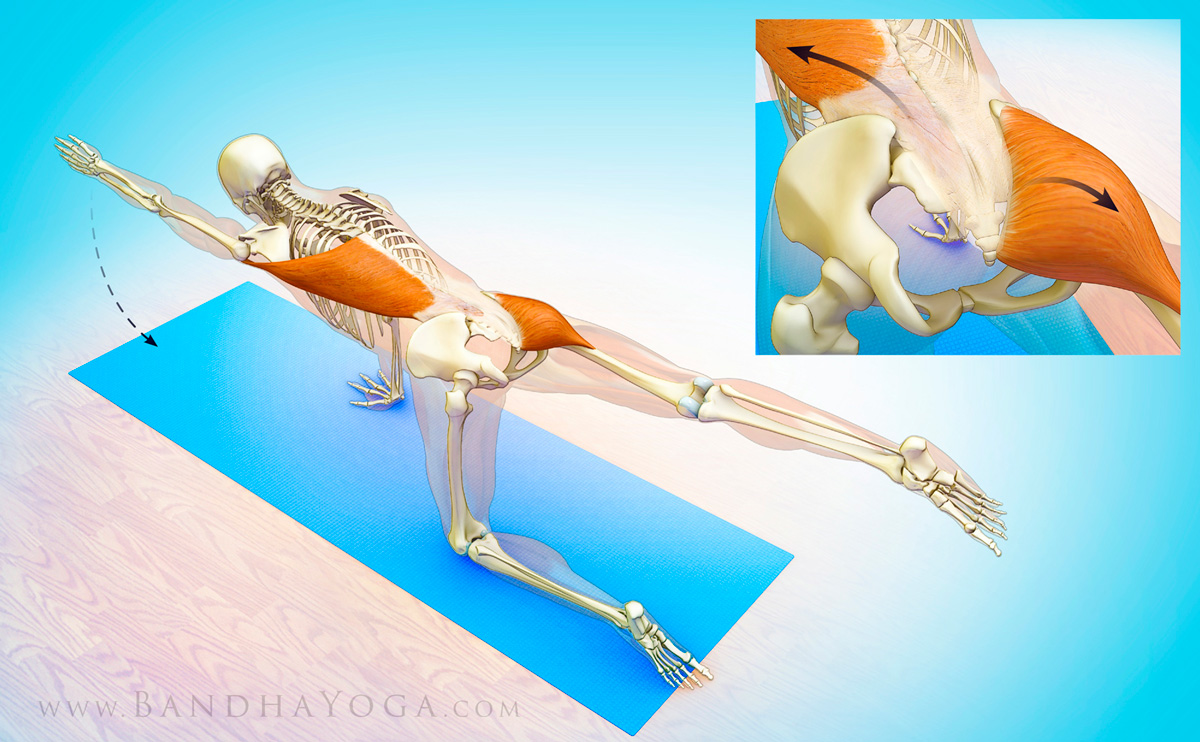 Yoga anatomy of muscles engaged in bird dog pose