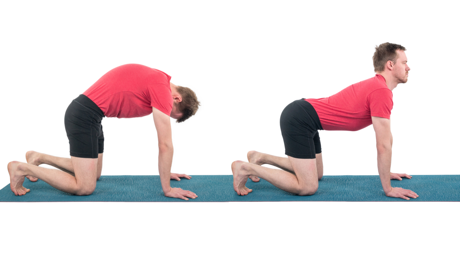 Cat-Cow Pose, Marjayasana-Bitilasana, beginner's yoga, yoga basics, yoga for pelvic health