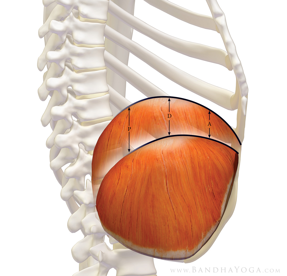 Anatomical diagram of the thoracic diaphragm (side view)