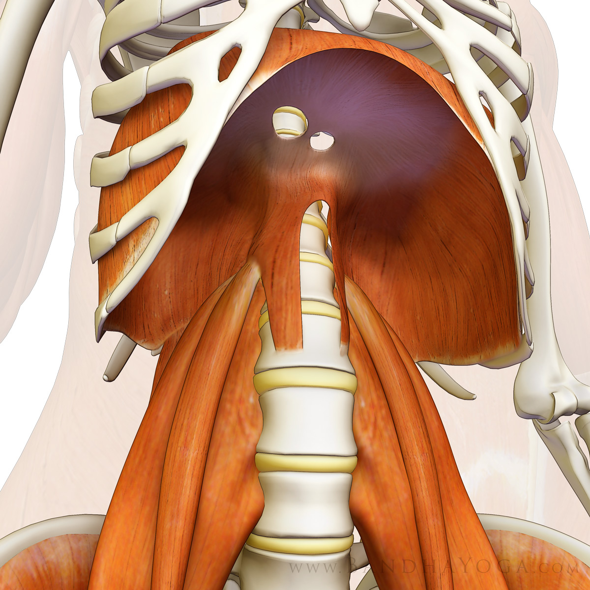 Anatomical diagram of the thoracic diaphragm