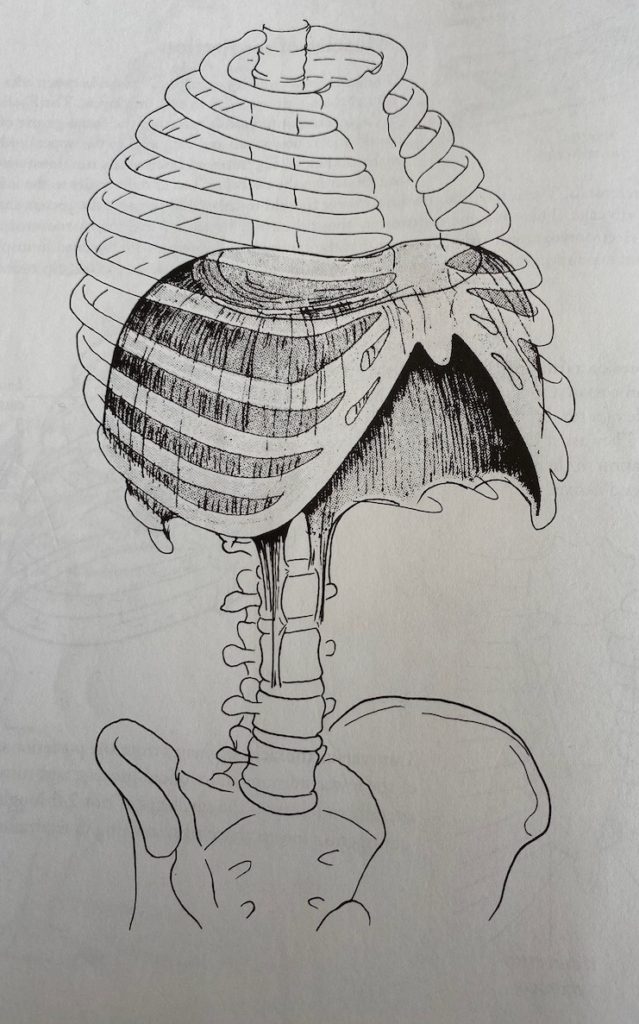 Anatomical diagram of the diaphragm from the Anatomy of Movement by Blandine Calais-Germain