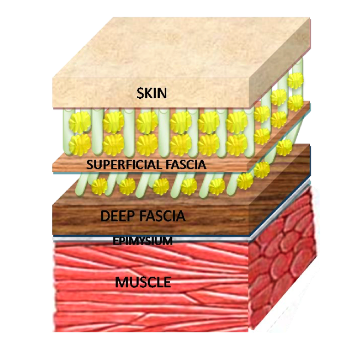 fascia