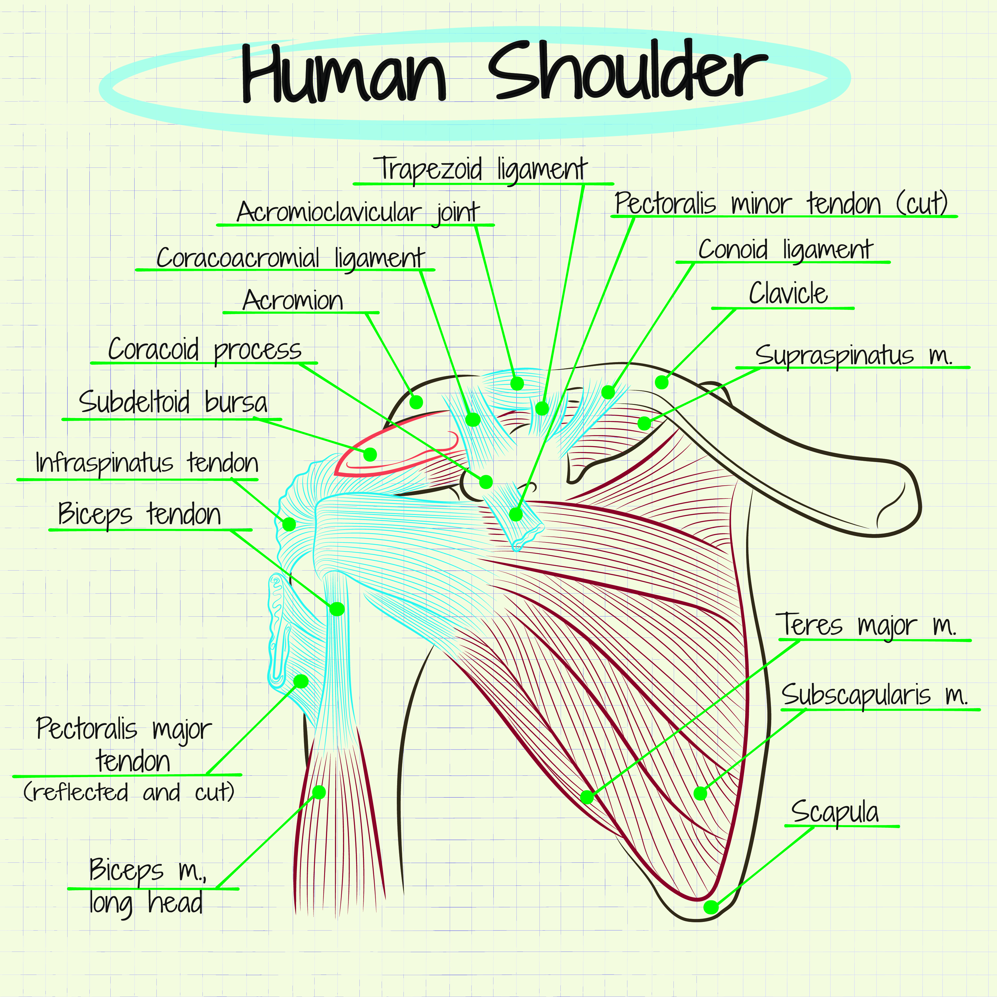 human shoulder, yoga and anatomy, yoga preparatory poses, preparing for Urdvha Dhanurasana