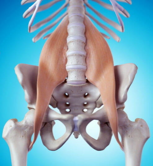 Psoas Muscle, flexes hips. rotates hips, yoga anatomy, pain reduction, core strength