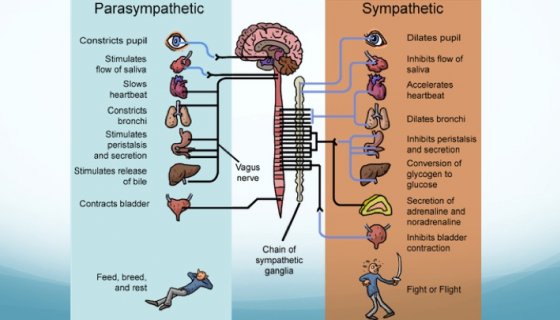 vagus nerve