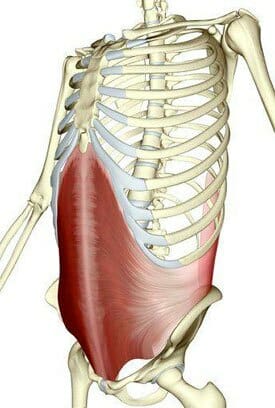 Transverse abdominus, core musculature, posture, anatomy, core strength for improved posture