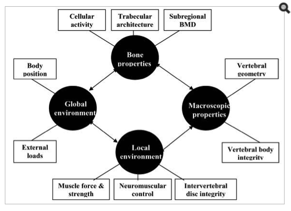 risk factors of osteoporosis 